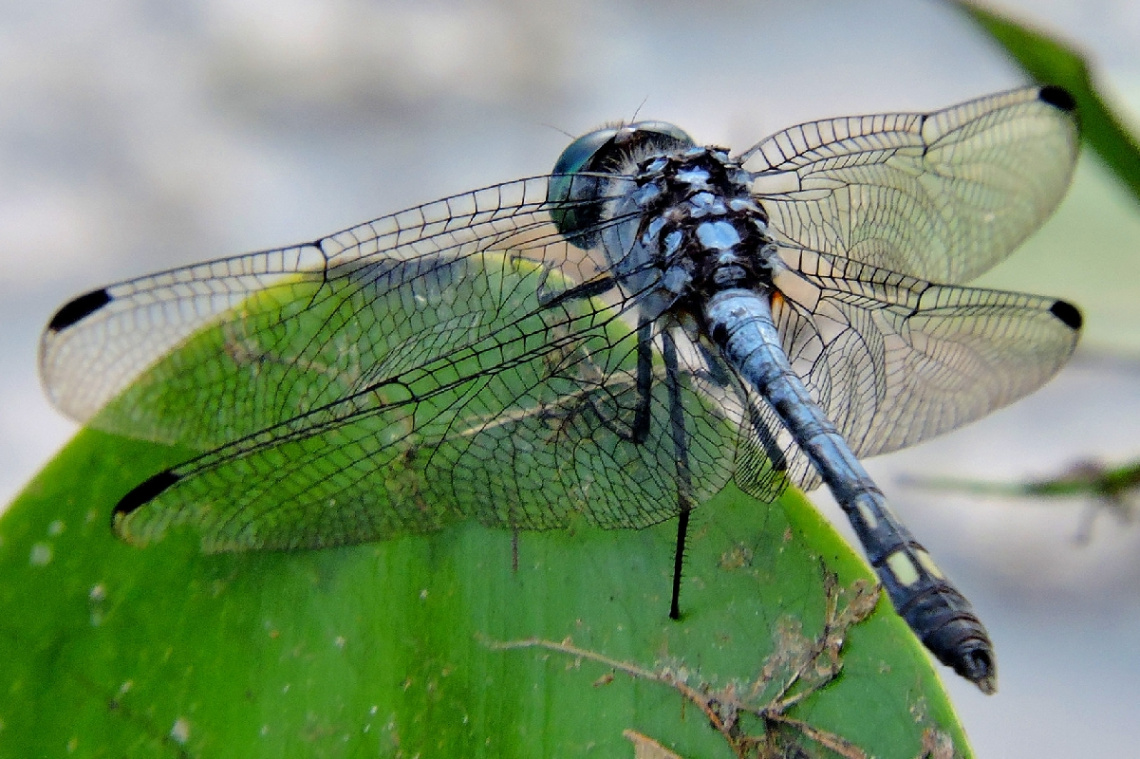 Blue Dragonfly