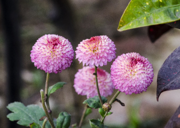 Chrysanthemum