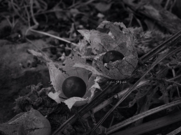Physallis