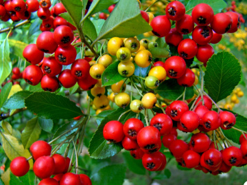 beeren ,