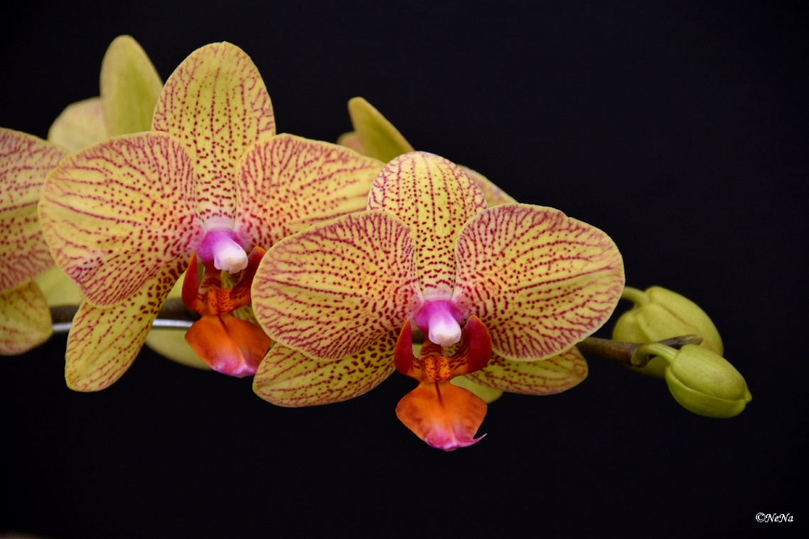 Phalaenopsis