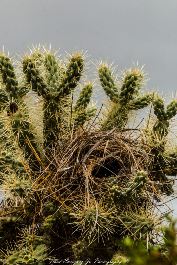 Birds Nest