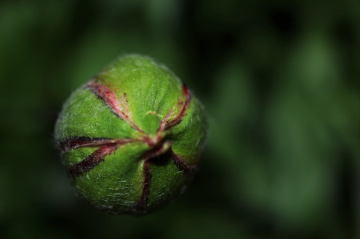 Green...
