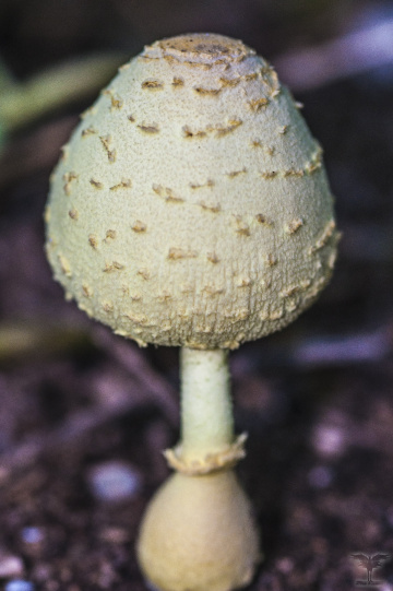 mushroom