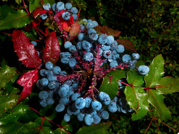 herbst