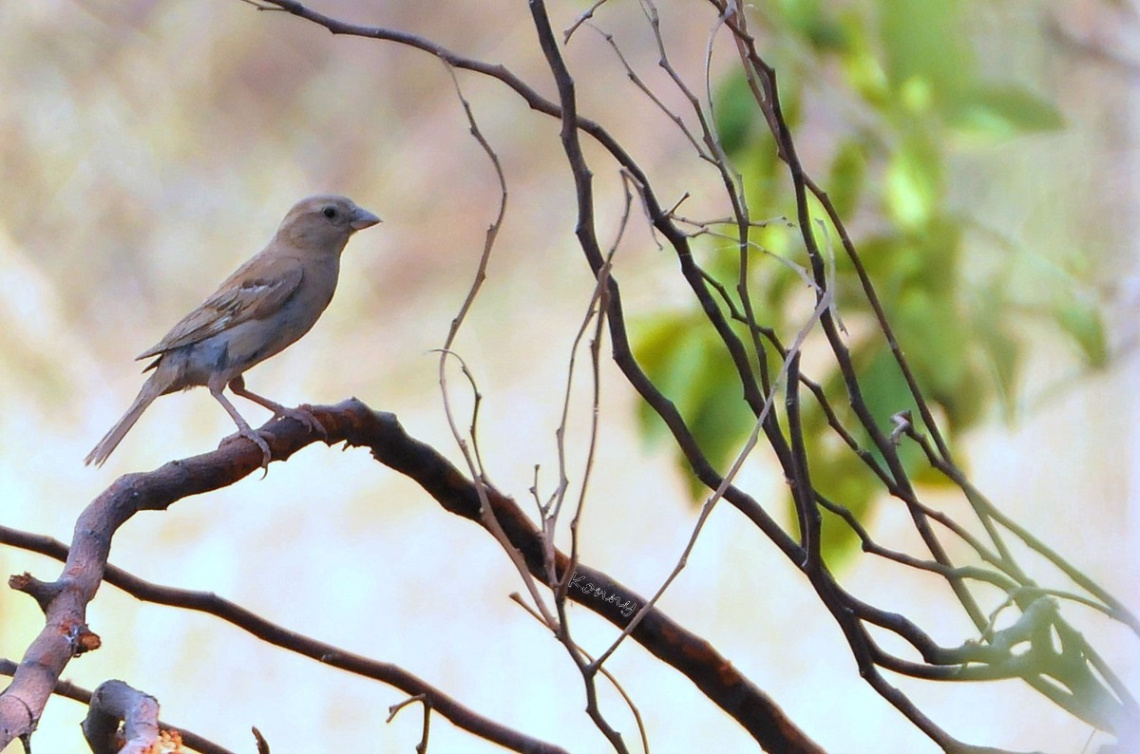 sparrow ..