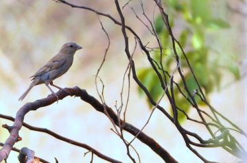 sparrow ..