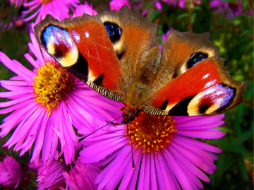 schmetterling ,,