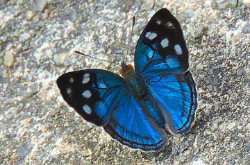 Little Blue