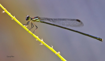 Damselfly