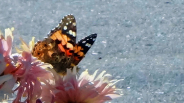 Symbiosis......