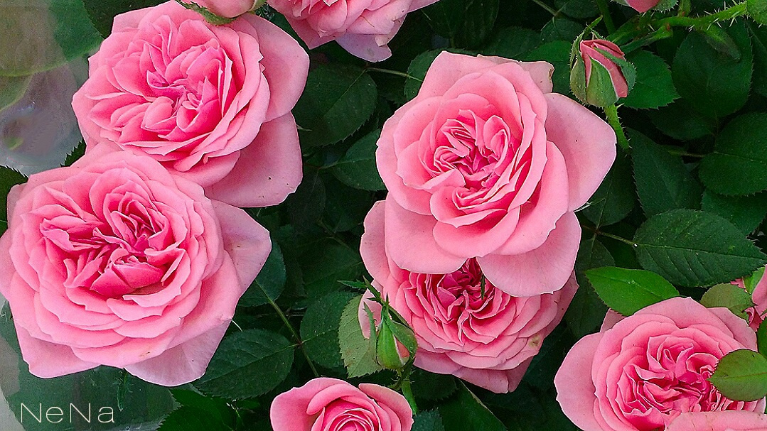Little Roses