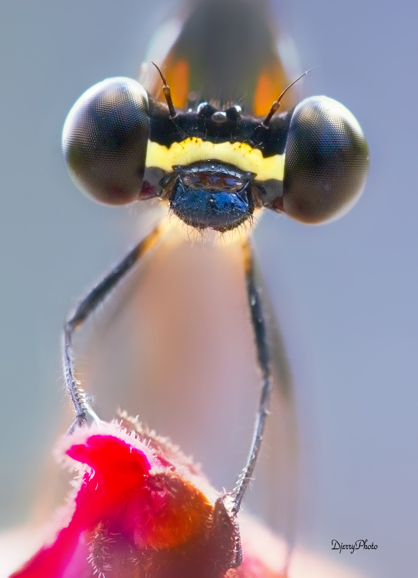 Face