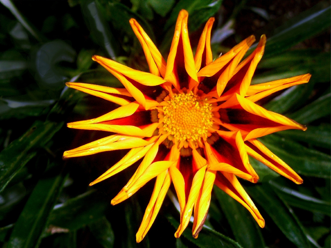 blüte,,