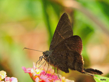 Macro