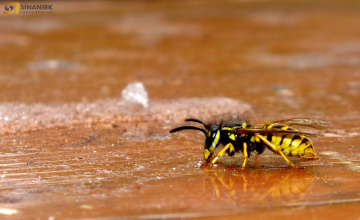 DOĞA