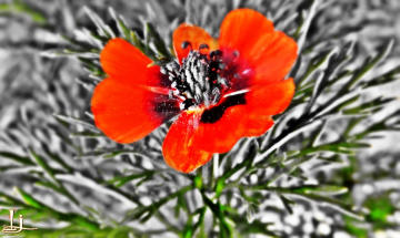 Wild brilliance...