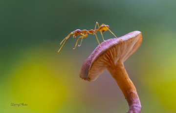 Above fungus