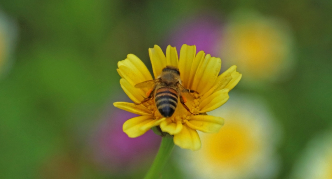 A part of nature
