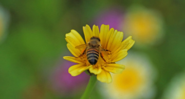 A part of nature