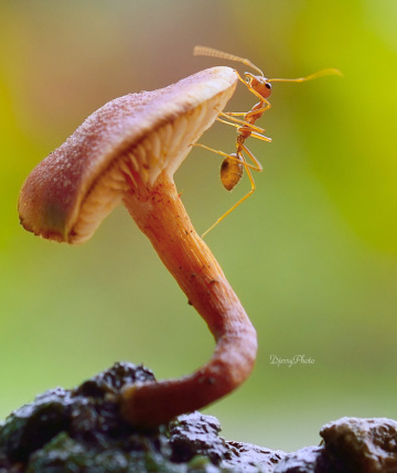 Climb