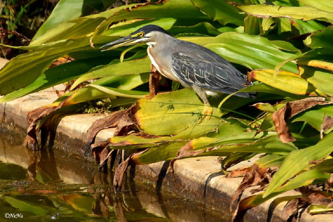 Striated Heron