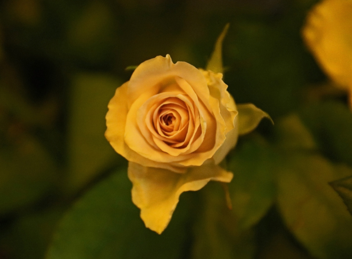 Close to yellow...