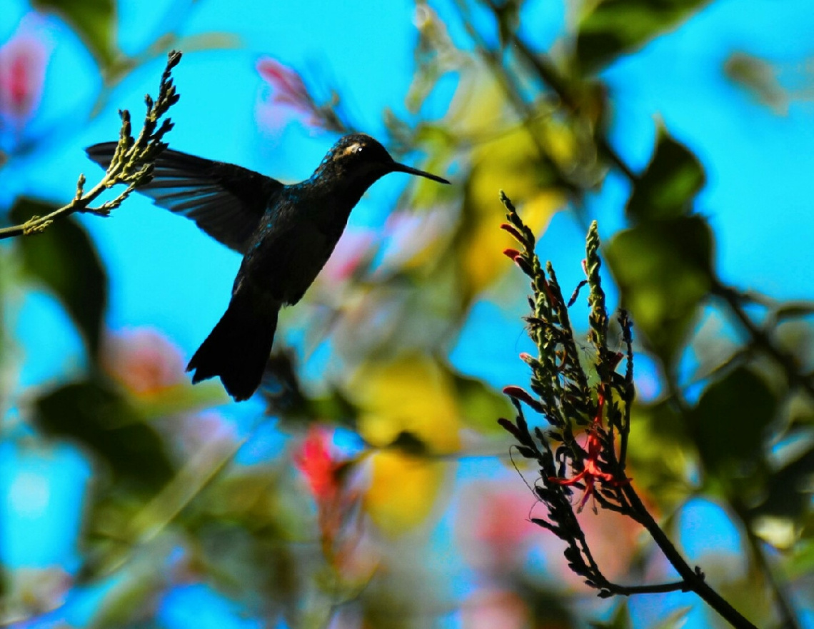 Hummingbird and colors