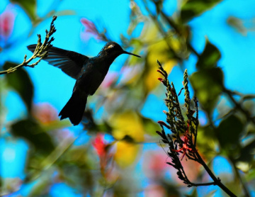 Hummingbird and colors
