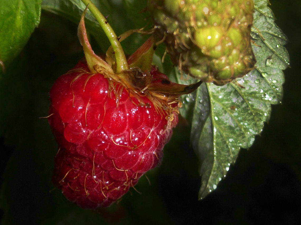 himbeere,
