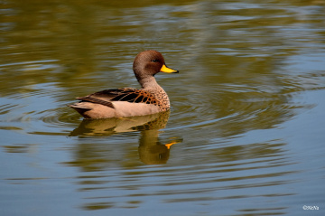 Migratory