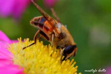 Miniciks Hayatlar  Mmmm nefis afiyet olsun 