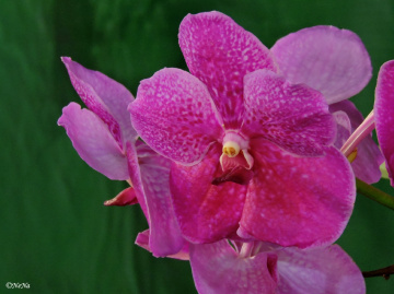 Vanda Orchids