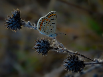 18Eylül 03