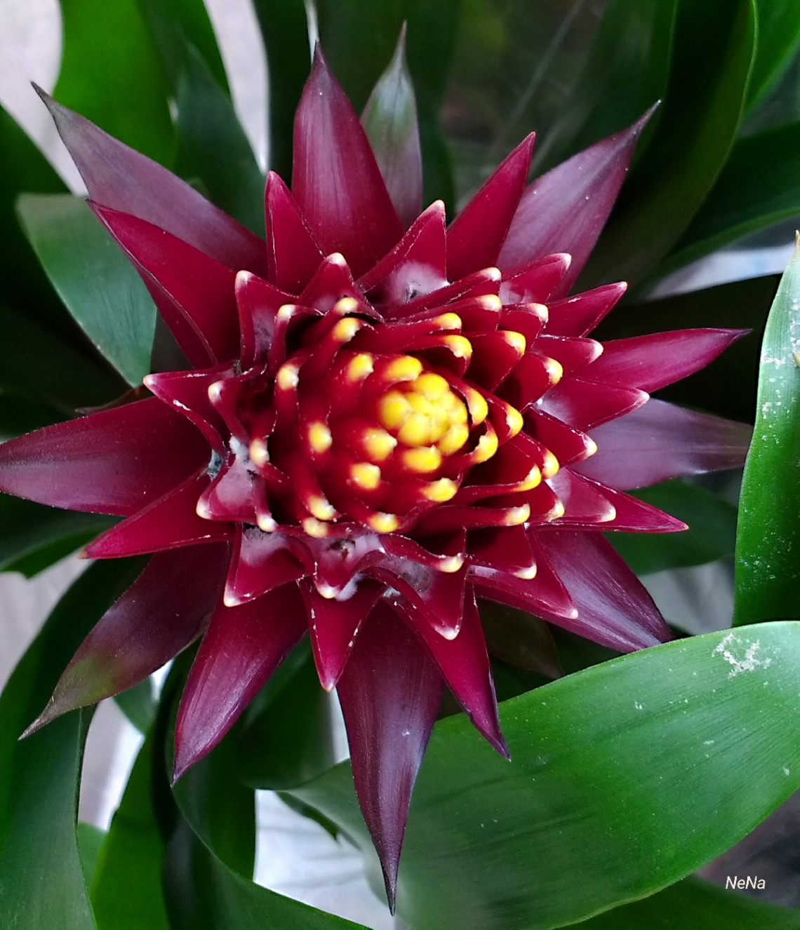 Bromeliad
