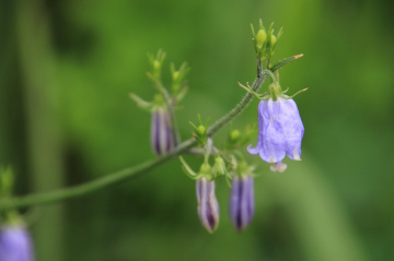 small purple