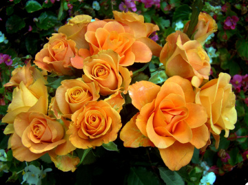 blumenstrauss,,