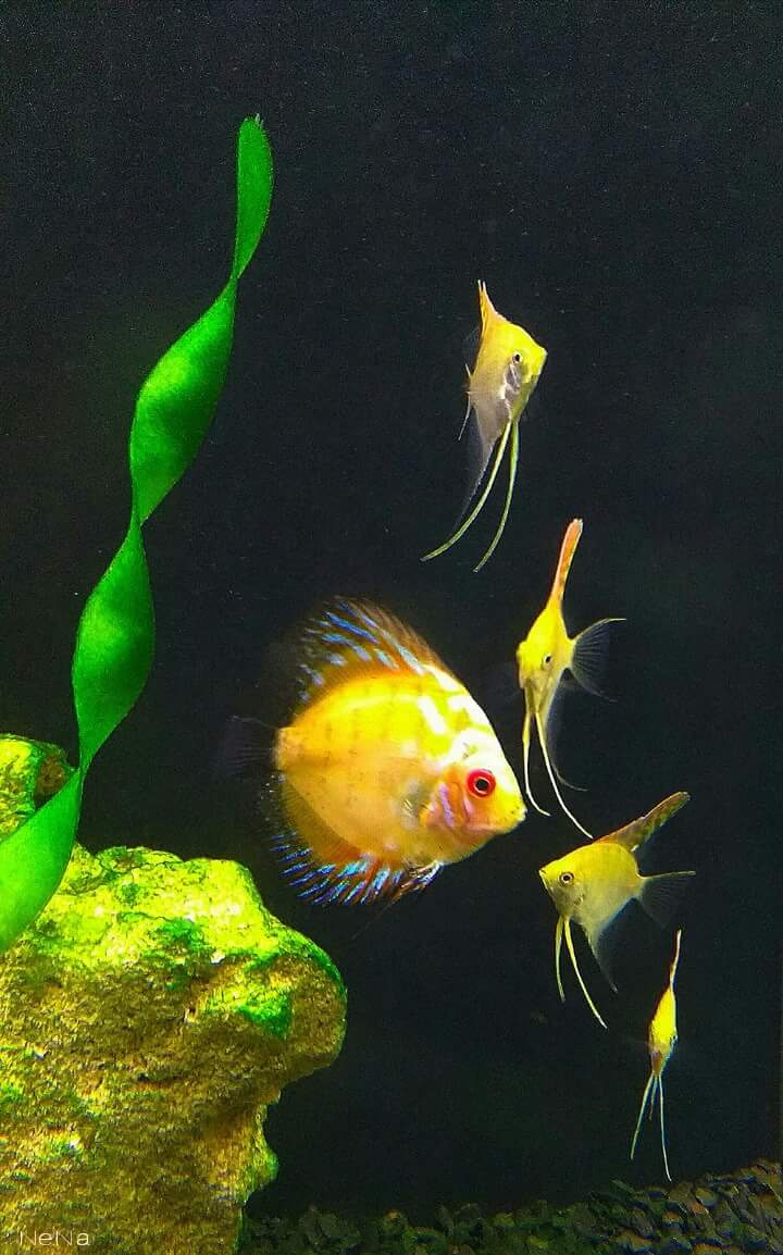 Aquarium
