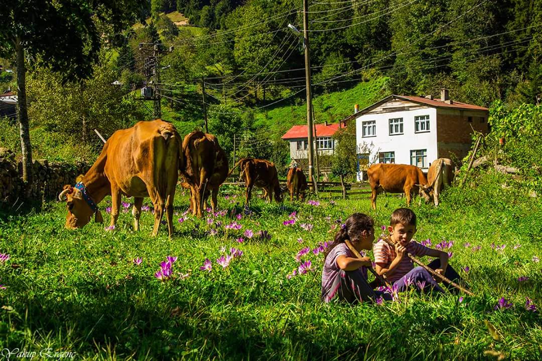 YAYLADA ÇOCUK ÇOBAN OLMAK