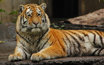 Amur Tiger