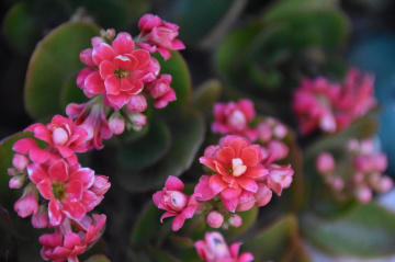 Kalanchoe blossfeldiana