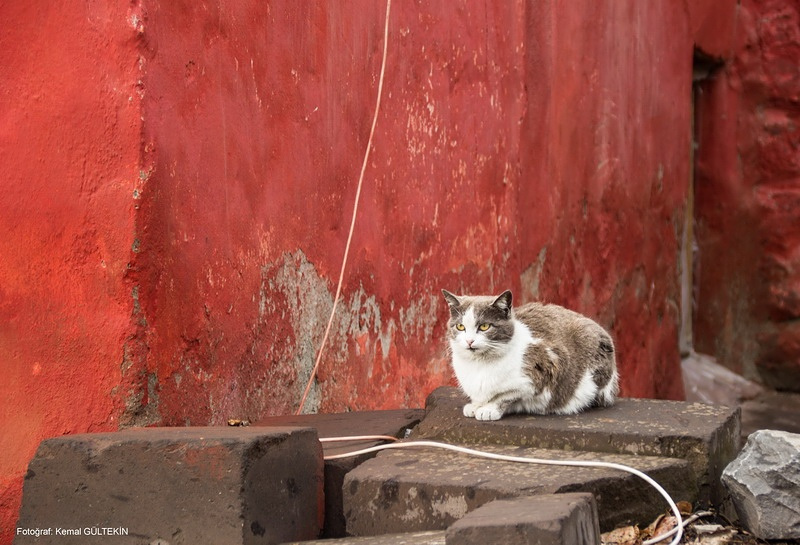 Red & cat