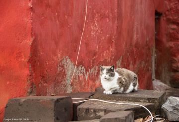Red & cat