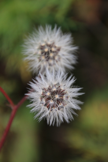 puffball