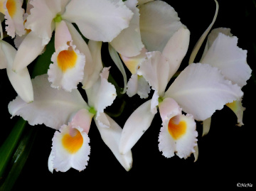 White Orchids