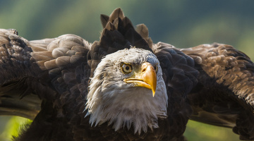 Flying African Fish Eagle