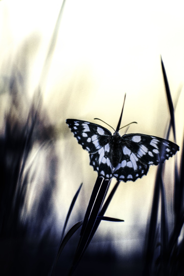 Black and White