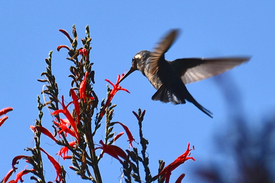 Hummingbird