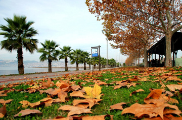 Sonbahar Yaprakları...