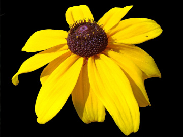 blüte-
